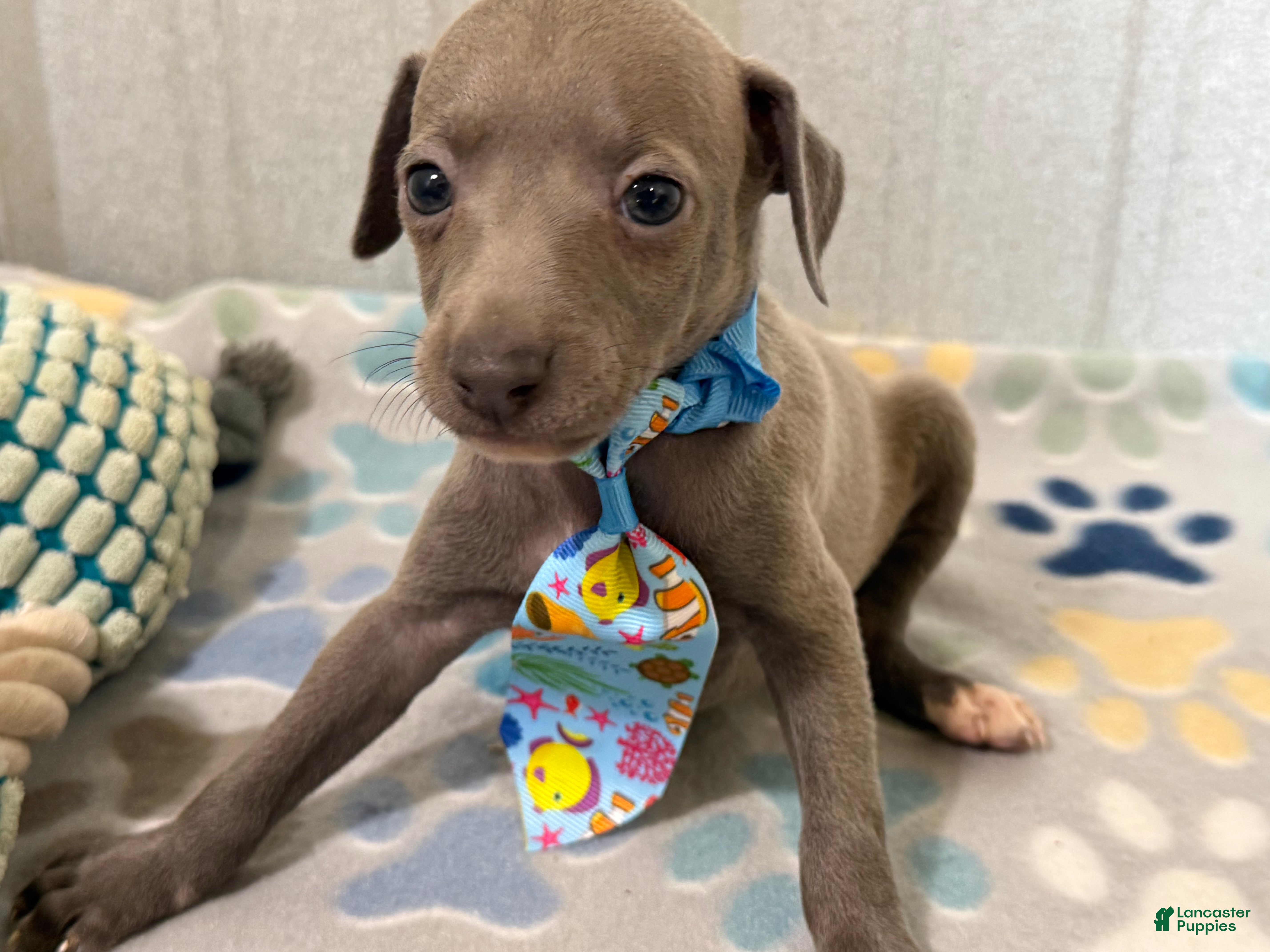 Italian Greyhound dogs Shark - Ad 1