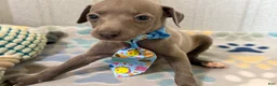 Italian Greyhound dogs for sale: Shark - Ad 1