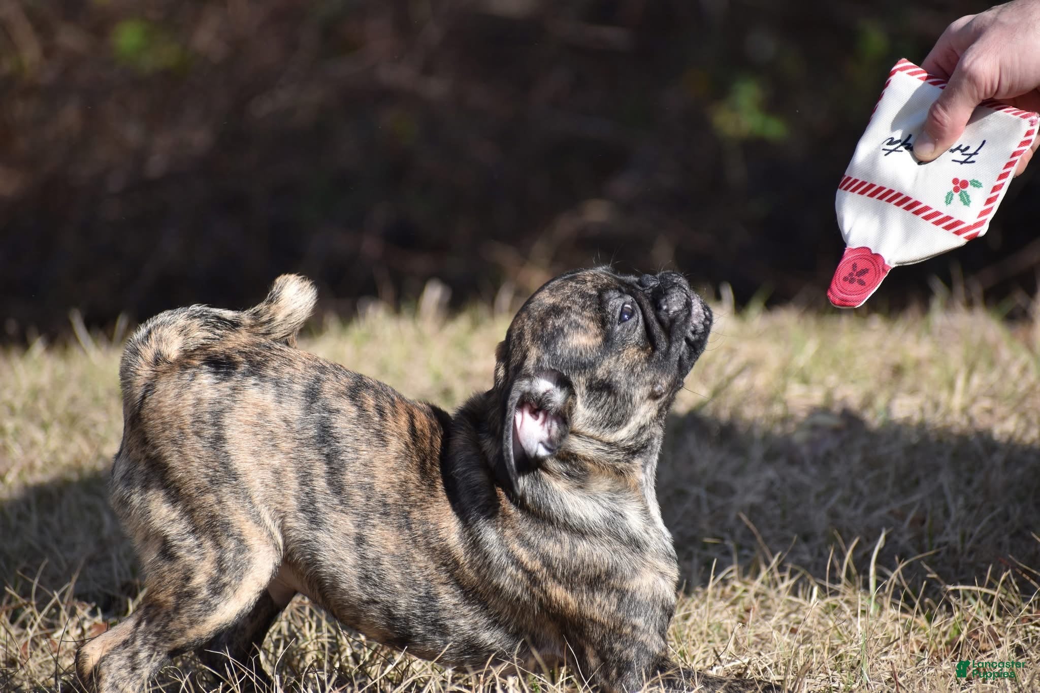 Pug dogs Pug Puppy Fuji - Ad 5