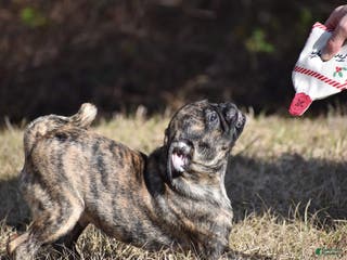 Pug dogs Pug Puppy Fuji - Ad 5