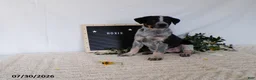 Australian Cattle Dog dogs for sale: Roxie - Ad 6