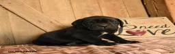 Cane Corso dogs for sale: Ranger - Ad 1