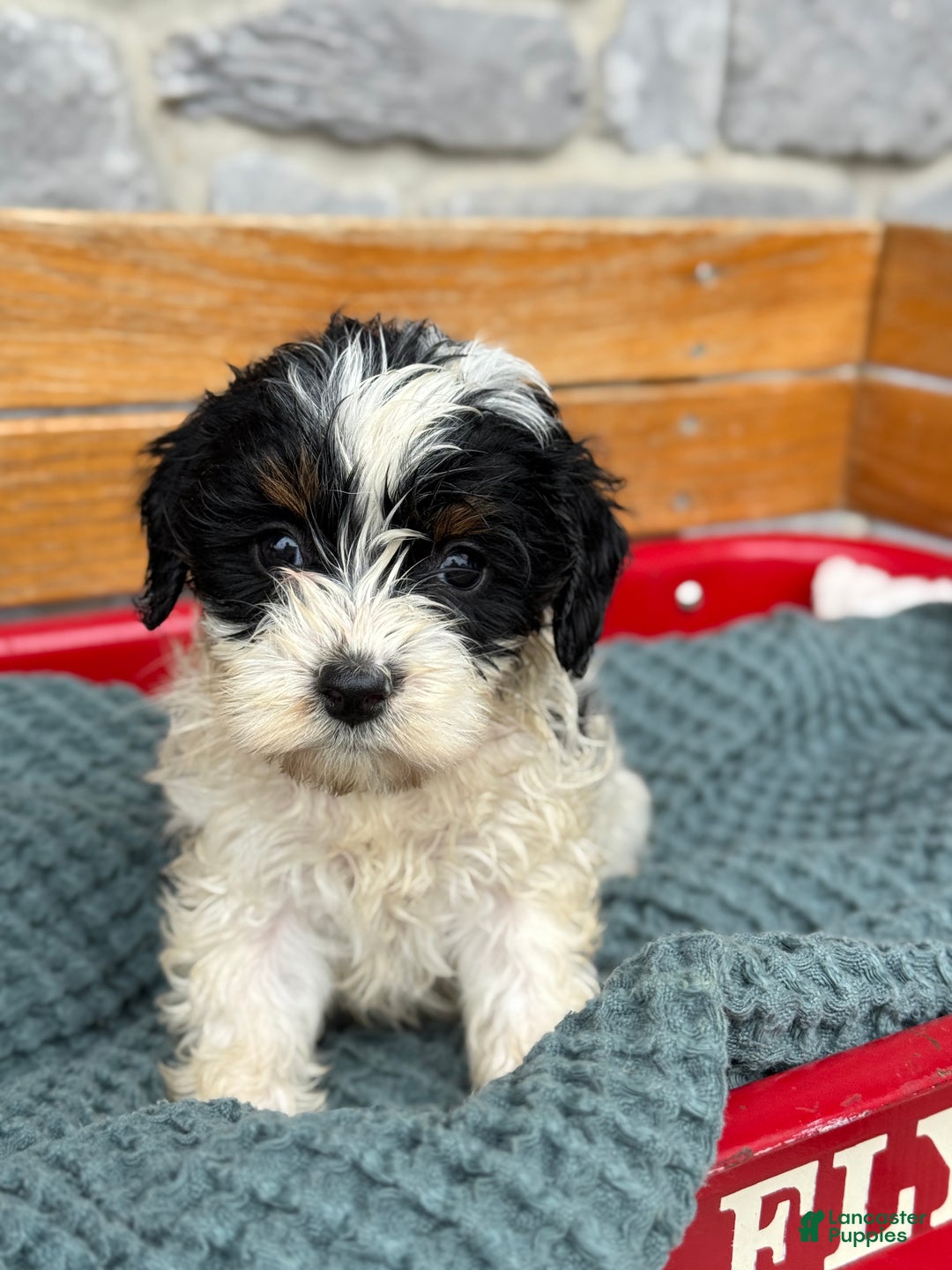 Cavapoo dogs for sale: Arlo - Ad 15