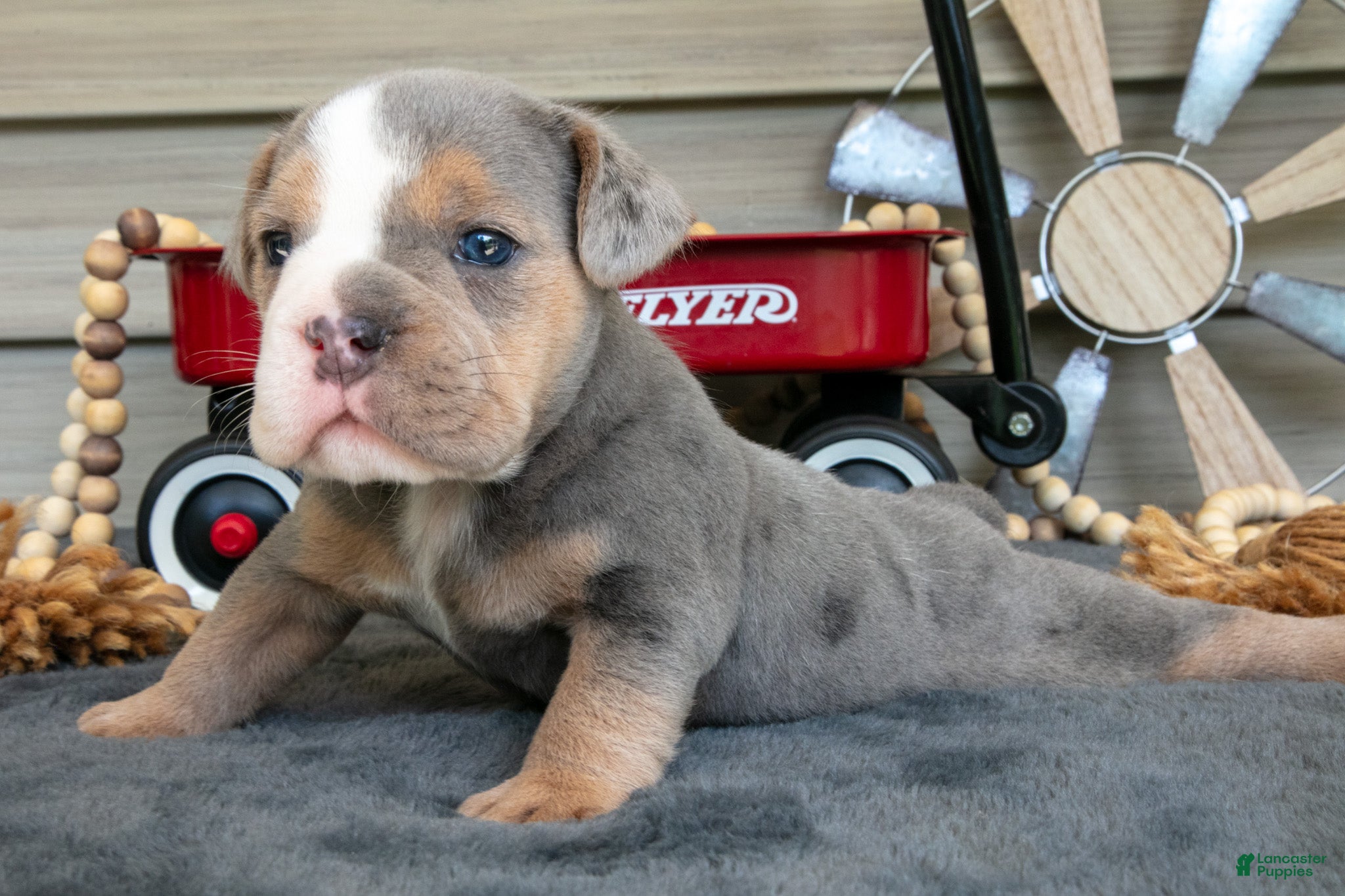 Beabull dogs Nugget - Ad 2