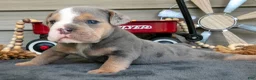 Beabull dogs for sale: Nugget - Ad 2