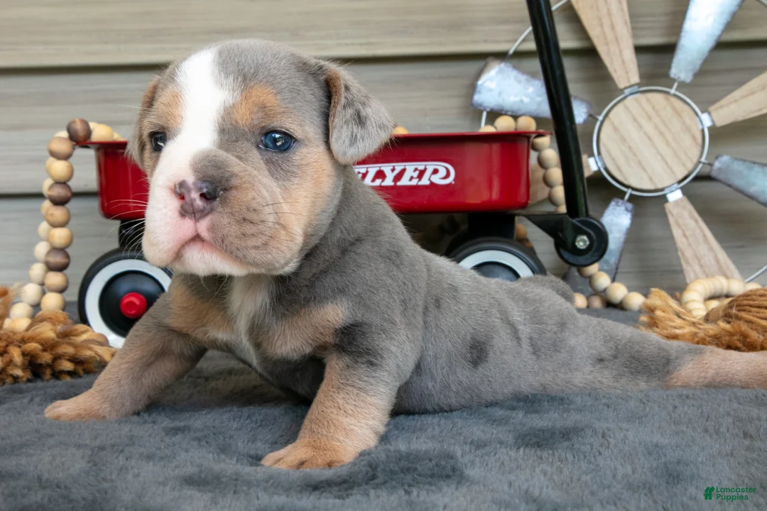 Beabull dogs for sale: Nugget - Ad 2