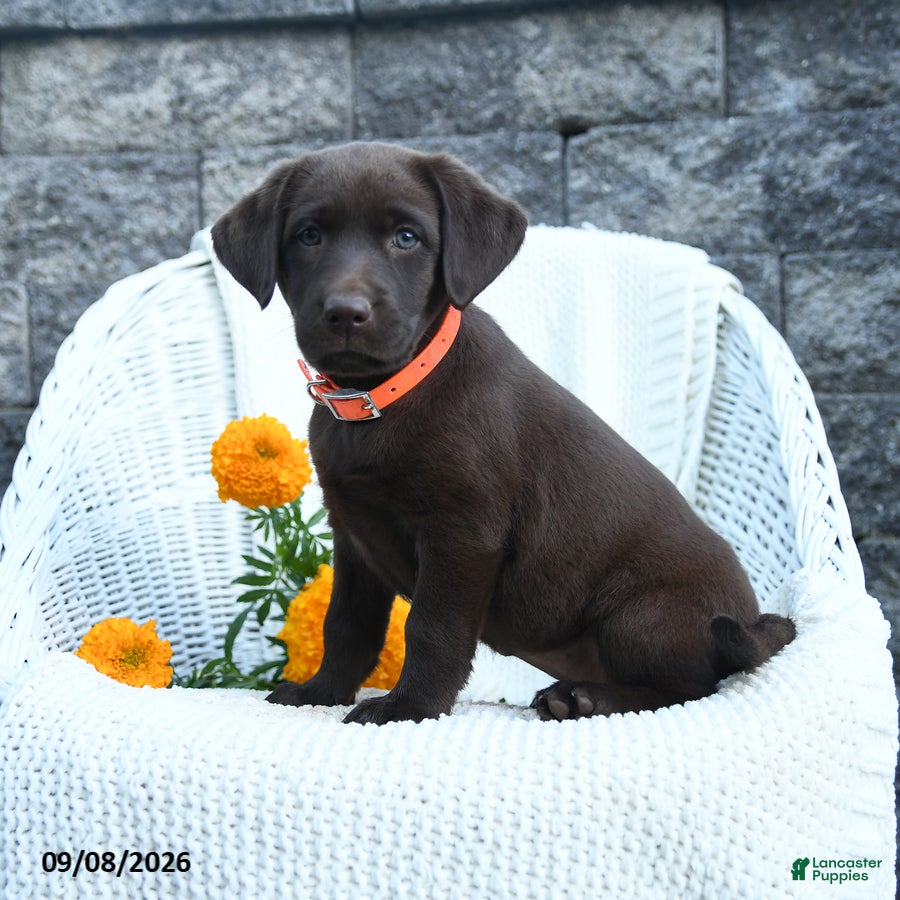 Labrador Retriever dogs Macy - Ad 1