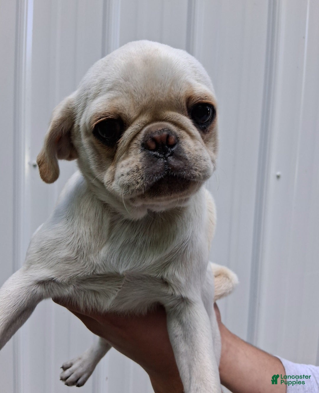 Pug dogs Kami - Ad 1