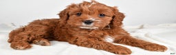 Cavapoo dogs for sale: Mable - Ad 2