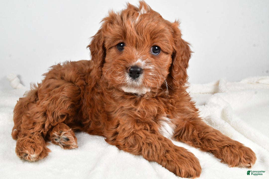 Cavapoo dogs for sale: Mable - Ad 2