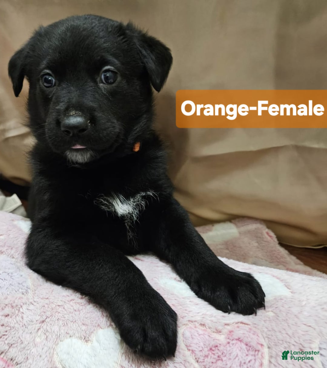 Mixed Breed dogs for sale:  Puppy 1 Orange - Ad 1