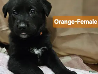 Mixed Breed dogs Puppy 1 Orange - Ad 2