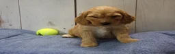 Cockapoo dogs for sale: Baxter - Ad 5