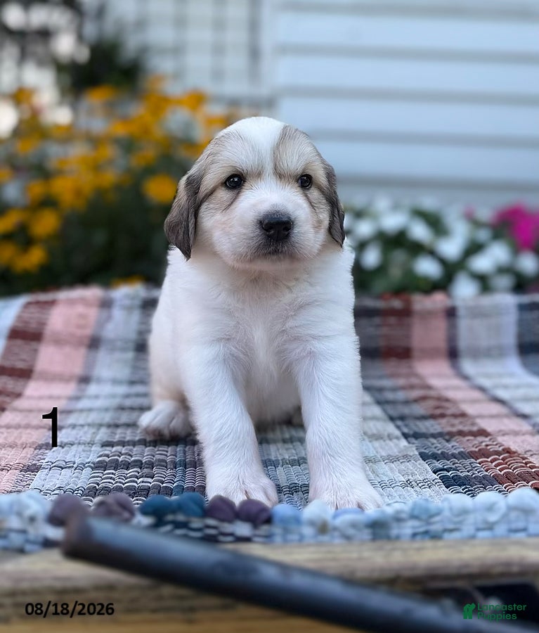 Great Pyrenees dogs Rhonda - Ad 2