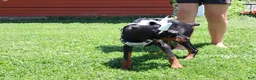 Doberman Pinscher dogs for sale: White - Ad 16
