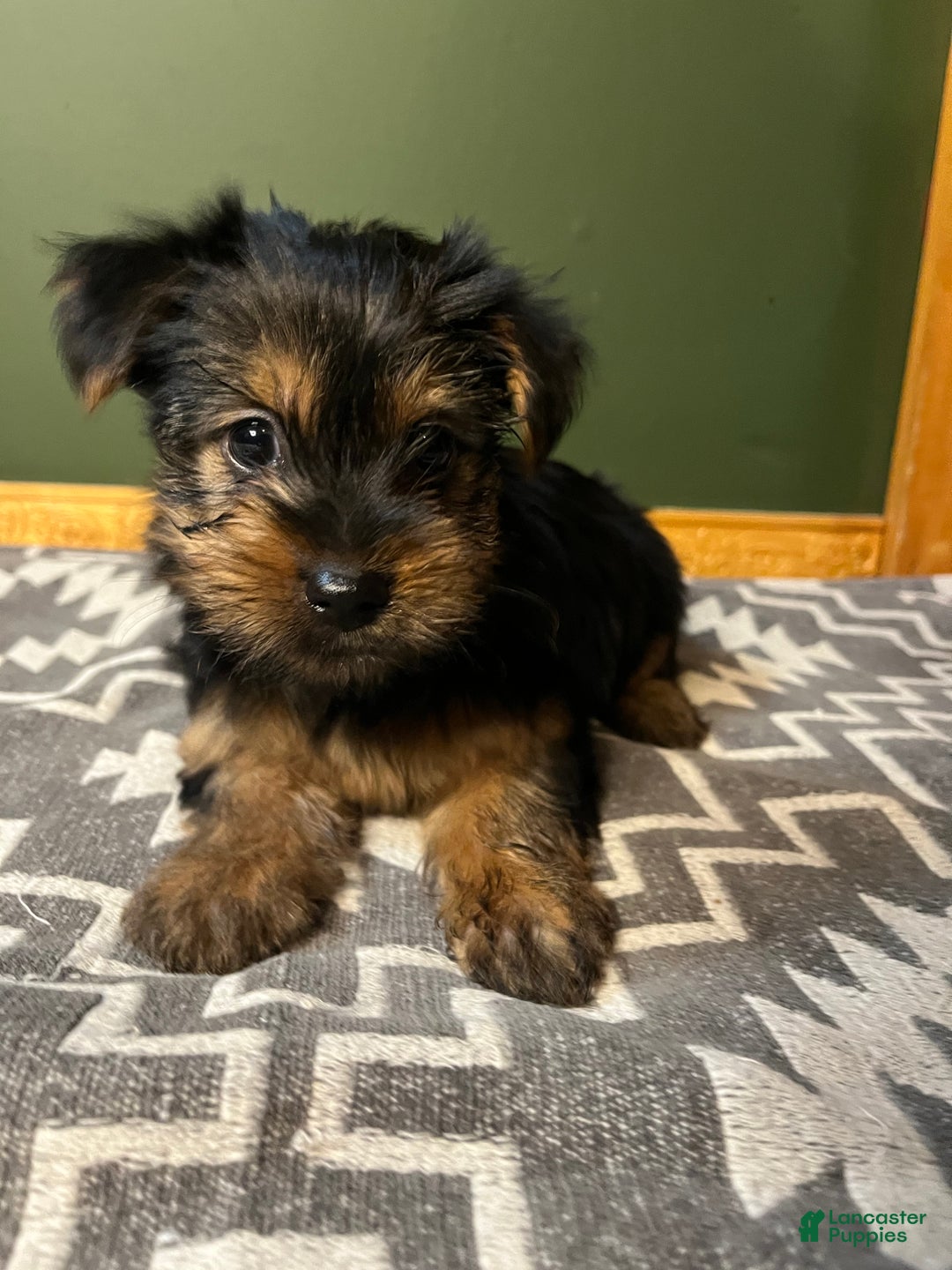 Yorkshire Terrier dogs for sale: Growler - Ad 1