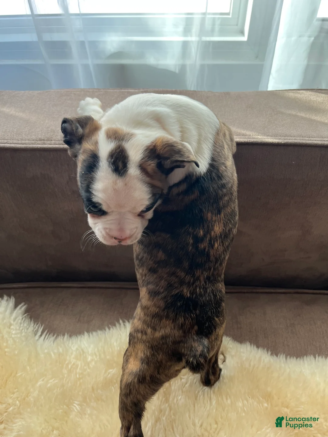 Mixed Breed dogs for sale: Tyler - Ad 2
