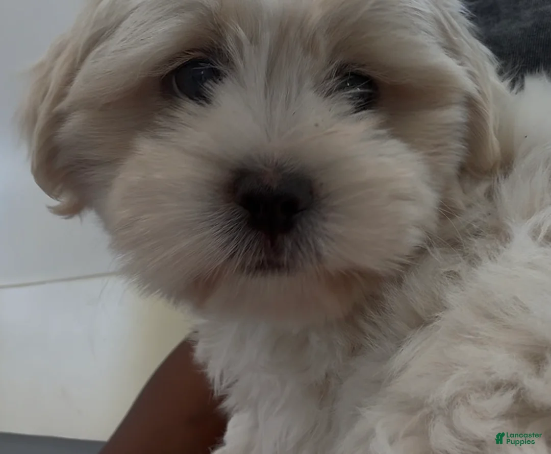 Mixed Breed dogs for sale: Mixed Breed 1 - Ad 1