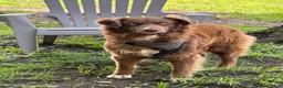 Australian Shepherd dogs for sale: Chubby  - Ad 6