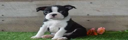 Boston Terrier dogs for sale: Jayce - Ad 5