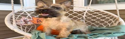 Cairn Terrier dogs for sale: Johnny  - Ad 4