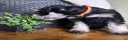 Miniature Schnauzer dogs for sale: Duke - Ad 3