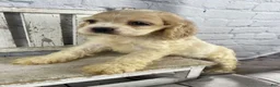 Cocker Spaniel dogs for sale: Clover - Ad 1