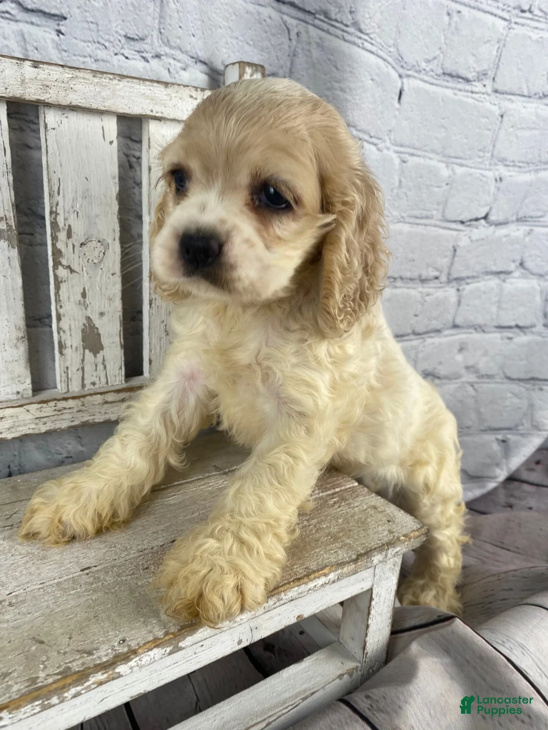 Cocker Spaniel dogs for sale: Clover - Ad 1
