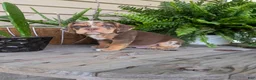 Beabull dogs for sale: Tank - Ad 13