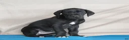 Great Dane dogs for sale: Bella  - Ad 2