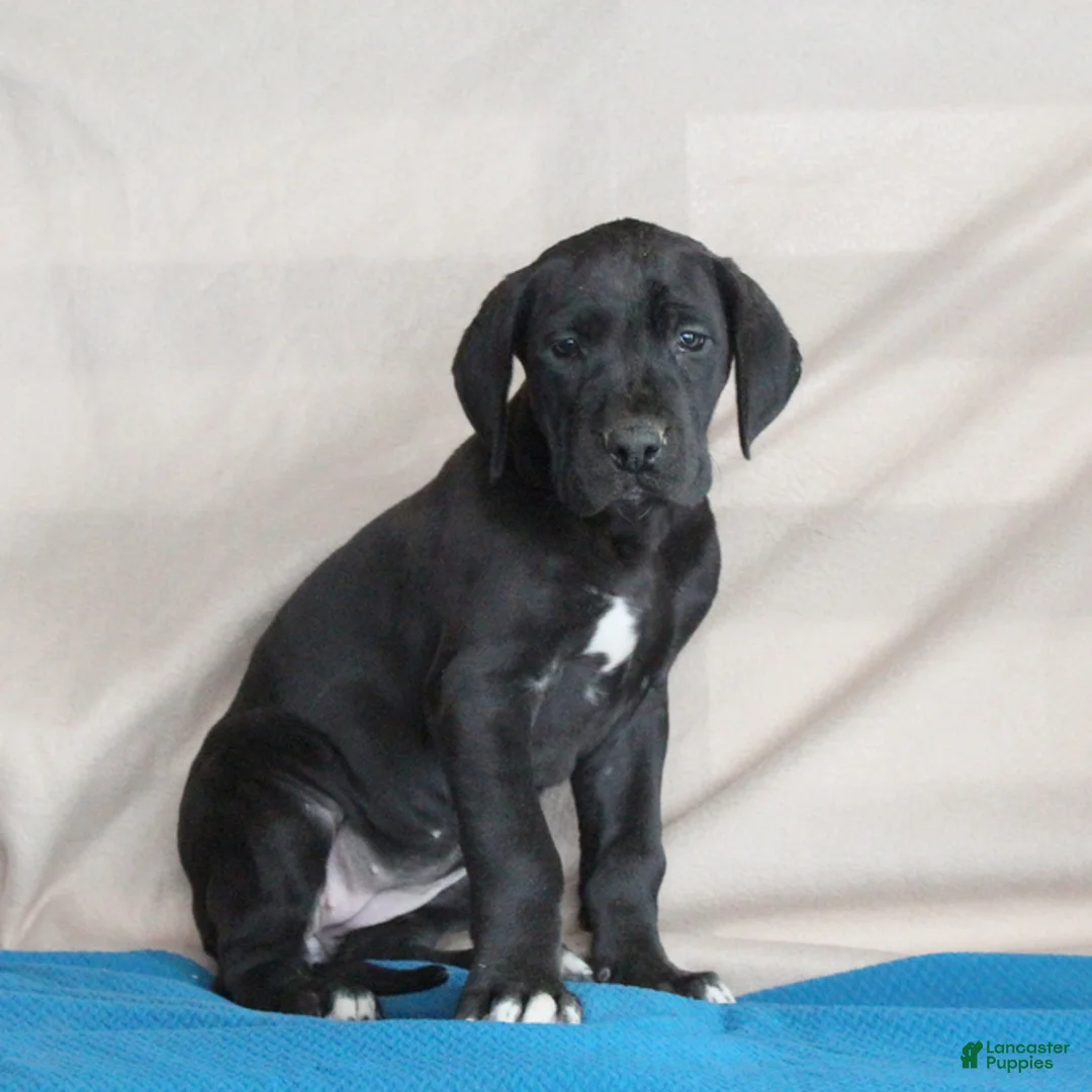Great Dane dogs for sale: Bella  - Ad 2