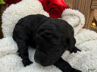 Goldendoodle dogs Coal - Ad 25