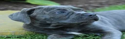 Cane Corso dogs for sale: Kona - Ad 3