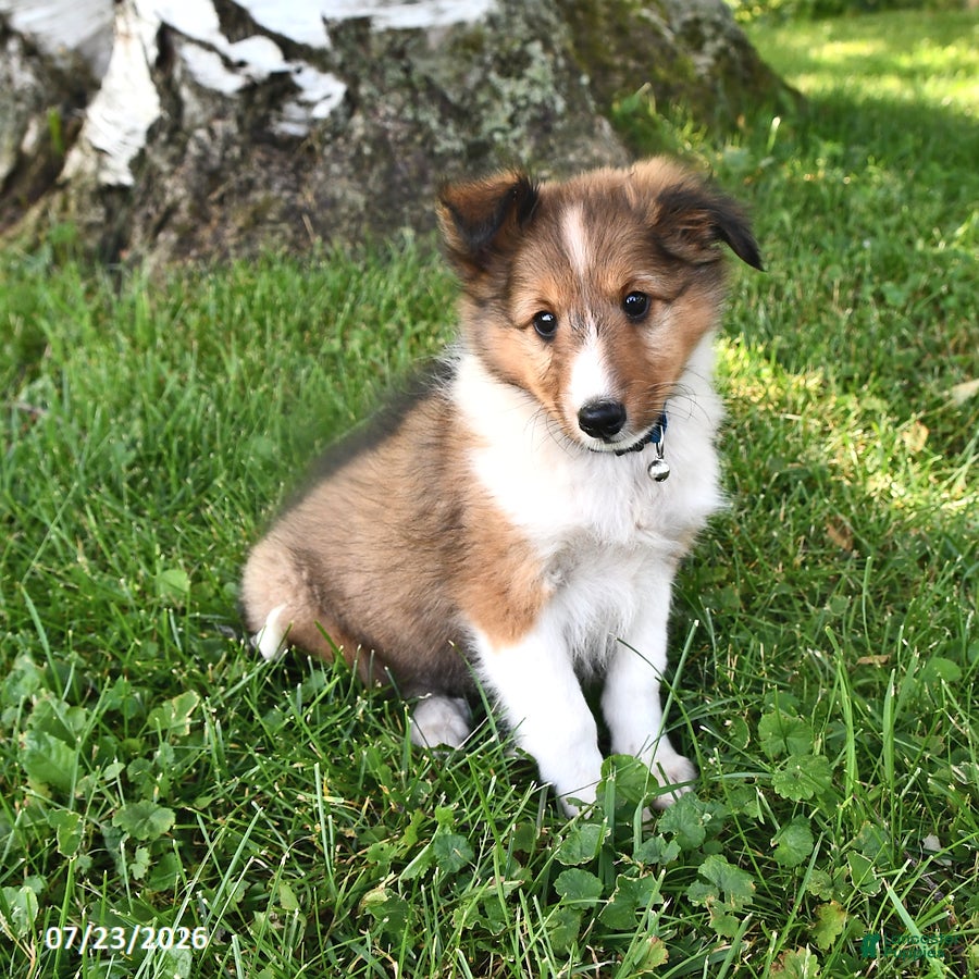 Shetland Sheepdog dogs Zander - Ad 1