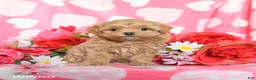Maltipoo dogs for sale: Skittles - Ad 2