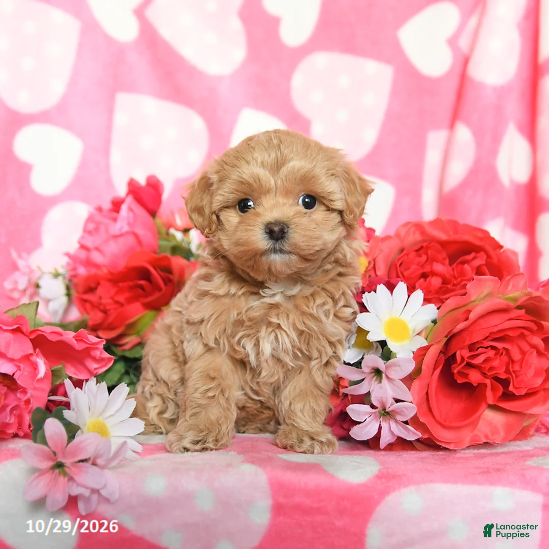 Maltipoo dogs for sale: Skittles - Ad 2