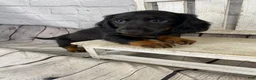 Miniature Dachshund dogs for sale: Bo - Ad 9