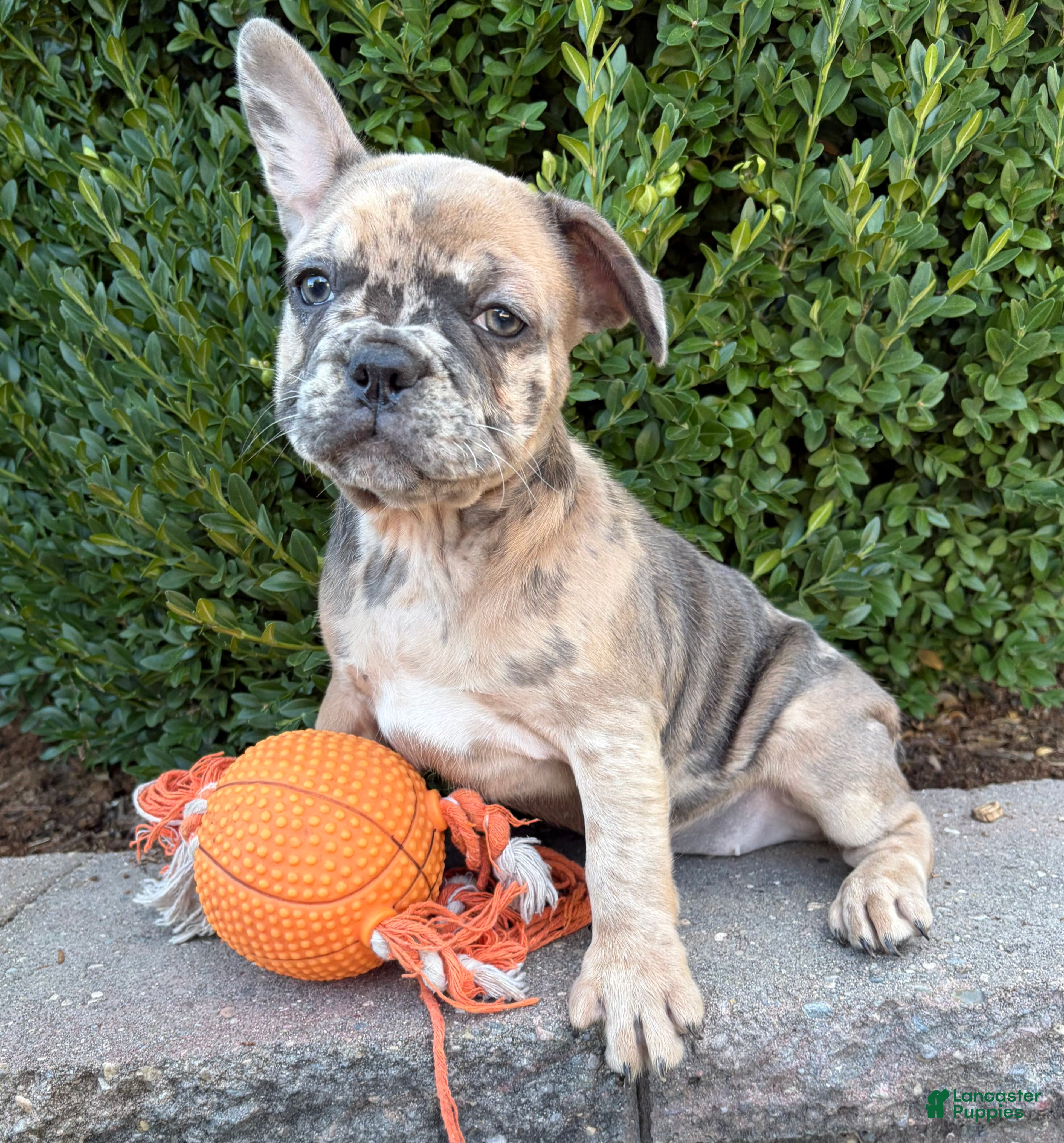 French Bulldog dogs Dixie - Ad 21