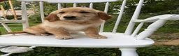 Golden Retriever dogs for sale: Duke - Ad 13