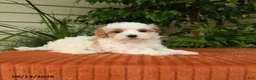 Maltipoo dogs for sale: Olivia - Ad 3