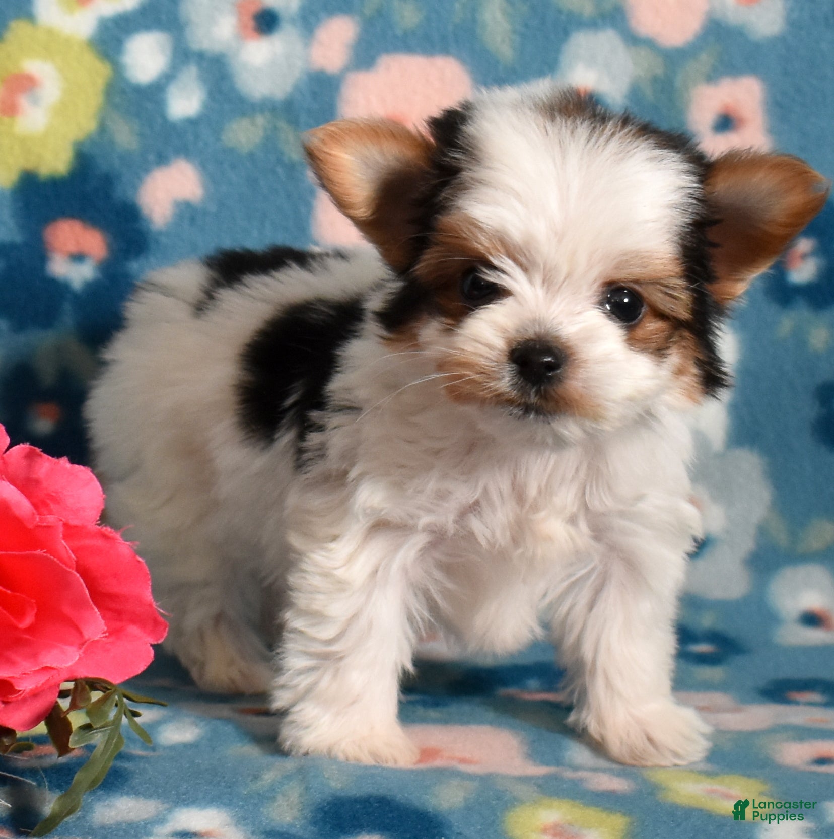 Yorkshire Terrier dogs Grits  - Ad 3