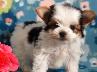 Yorkshire Terrier dogs Grits - Ad 3