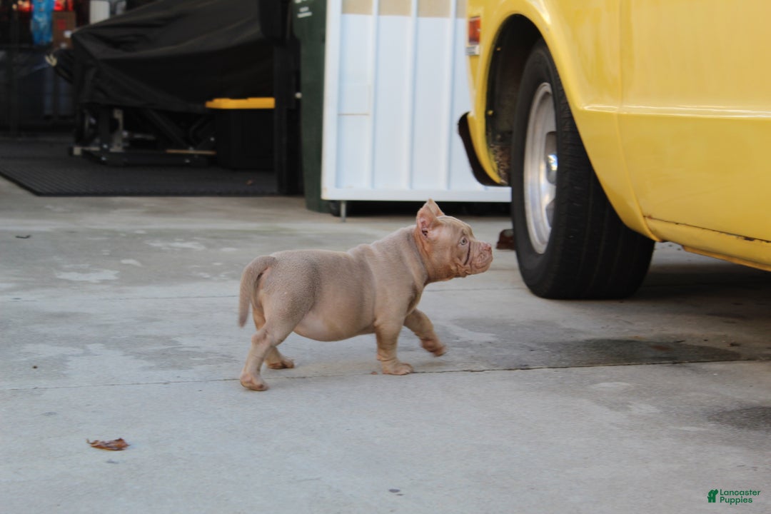 American Bully dogs for sale: American Bully Puppy 2 - Ad 3