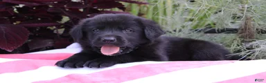 Jake