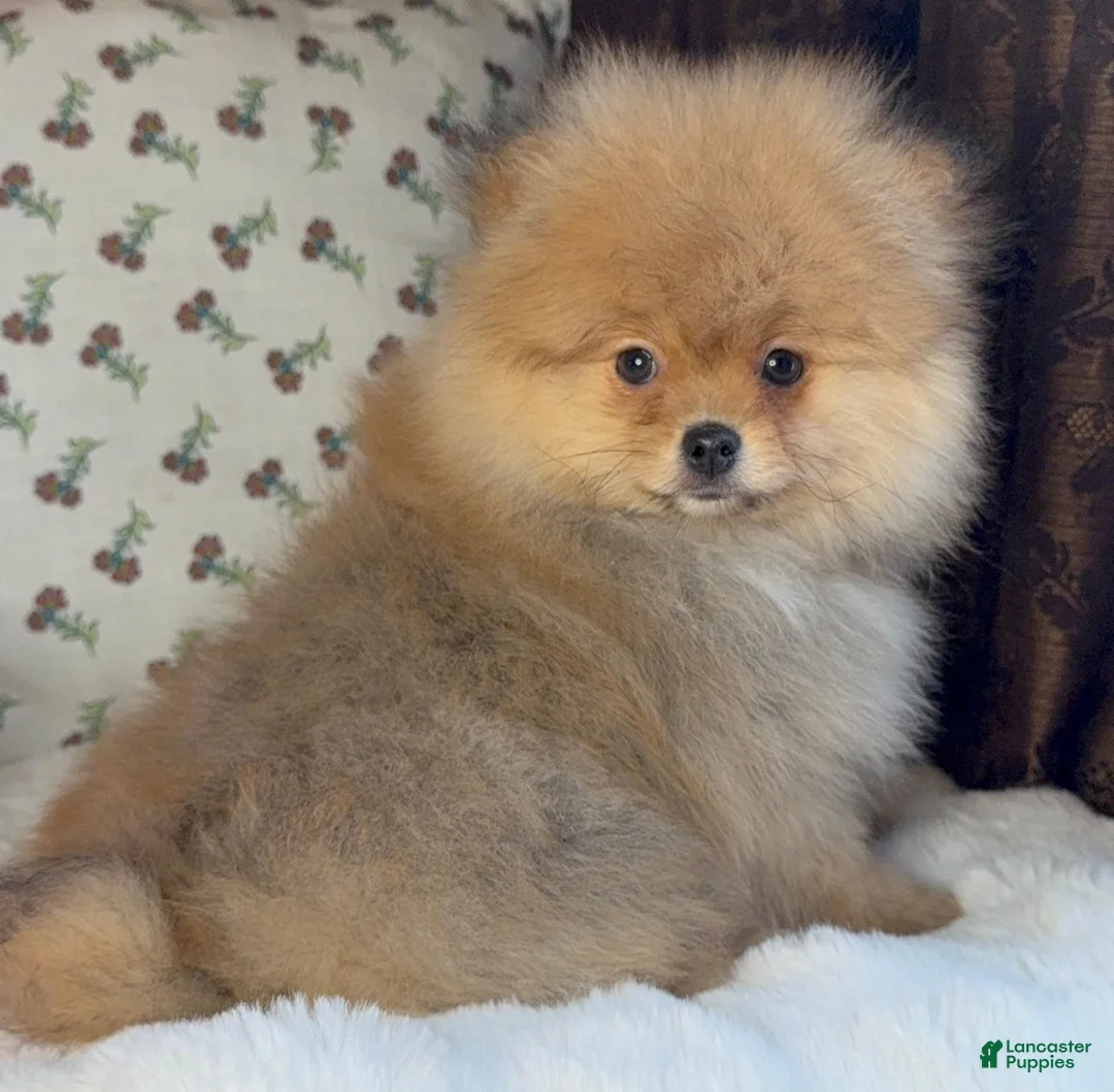 Pomeranian dogs for sale: Pomeranian puppy George - Ad 7