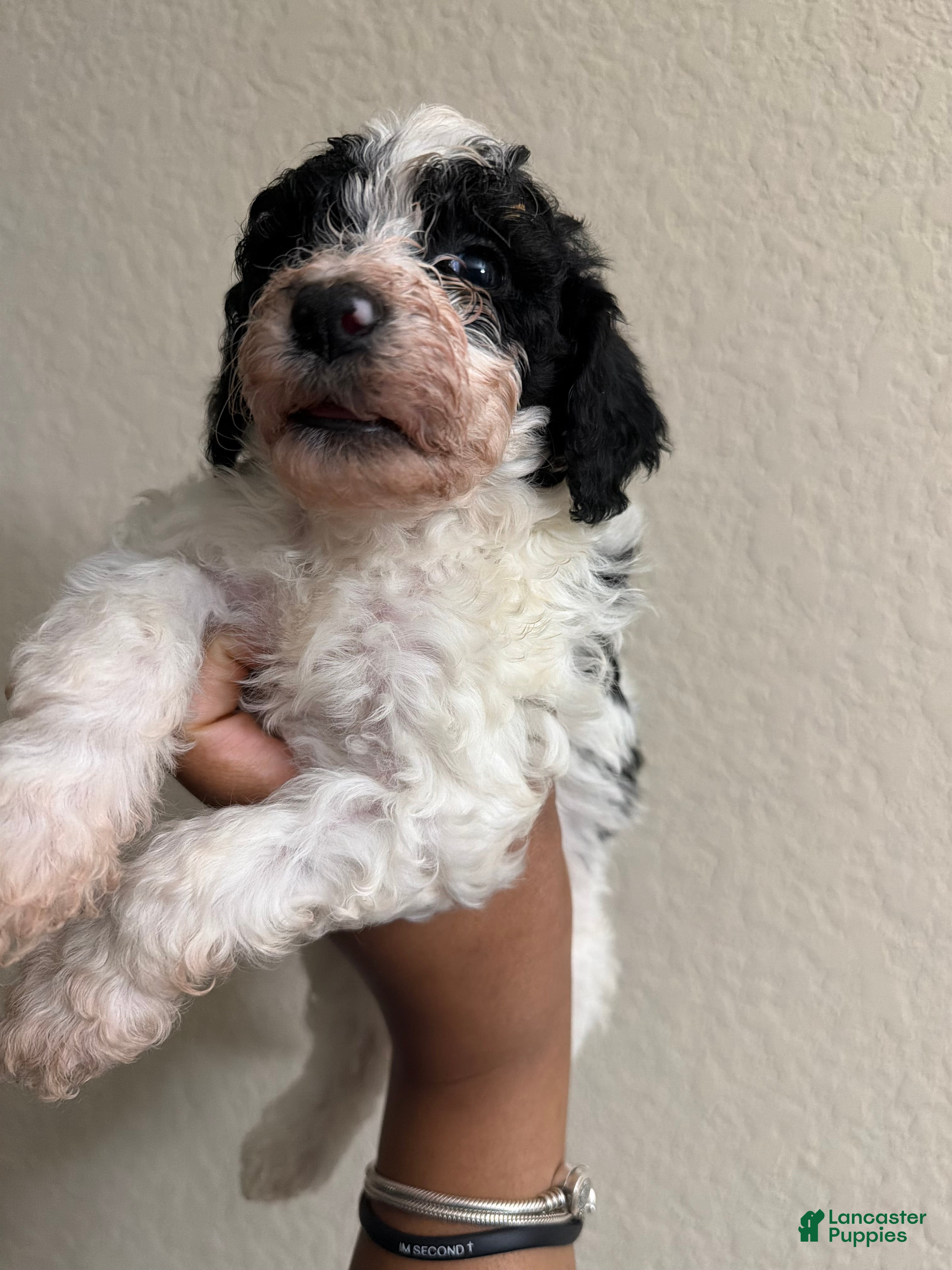 Cavapoo dogs Cavapoo Puppy 1 - Ad 4