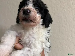 Cavapoo dogs Cavapoo Puppy 1 - Ad 4