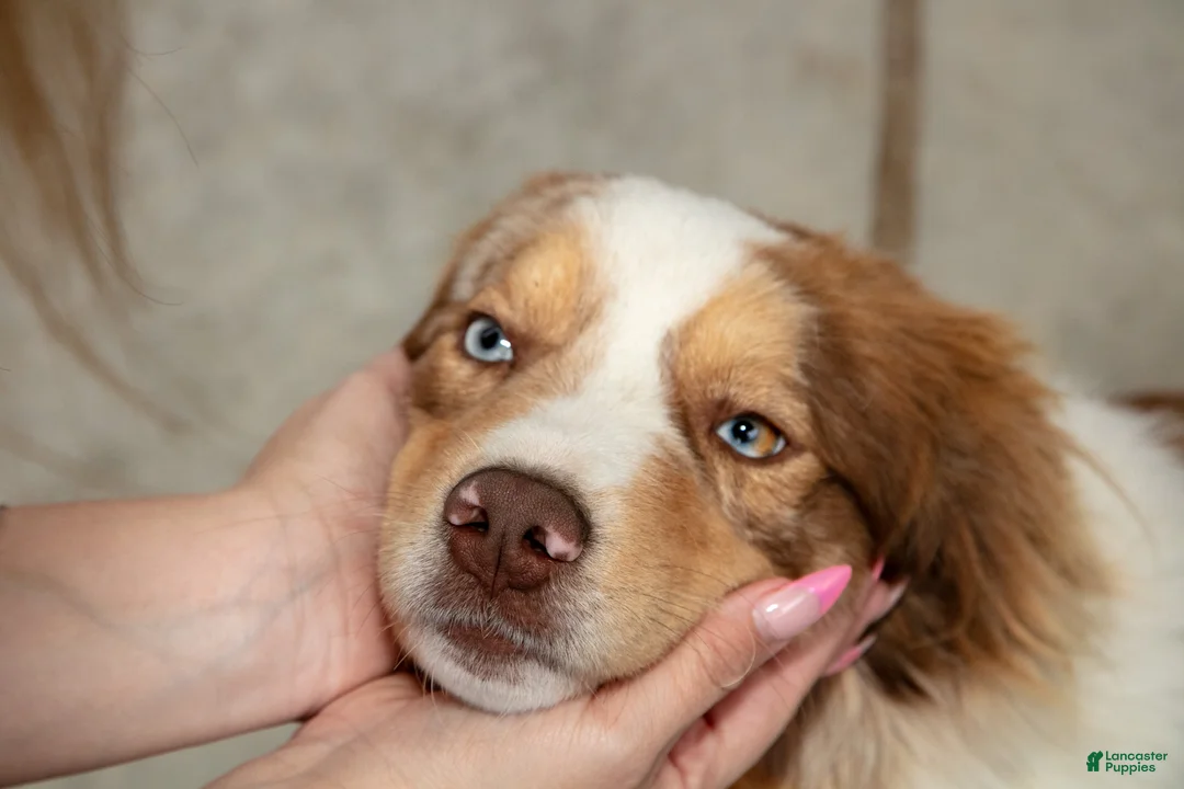 Australian Shepherd dogs for sale: Lexi - Ad 3