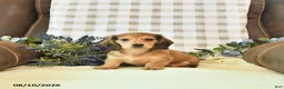 Miniature Dachshund dogs for sale: Willow - Ad 3
