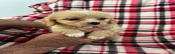 Shihpoo dogs for sale: Kevin Boy-Shihpoo 2 - Ad 3